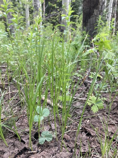 Carex geyeri, photographed by Cecelia Alexander