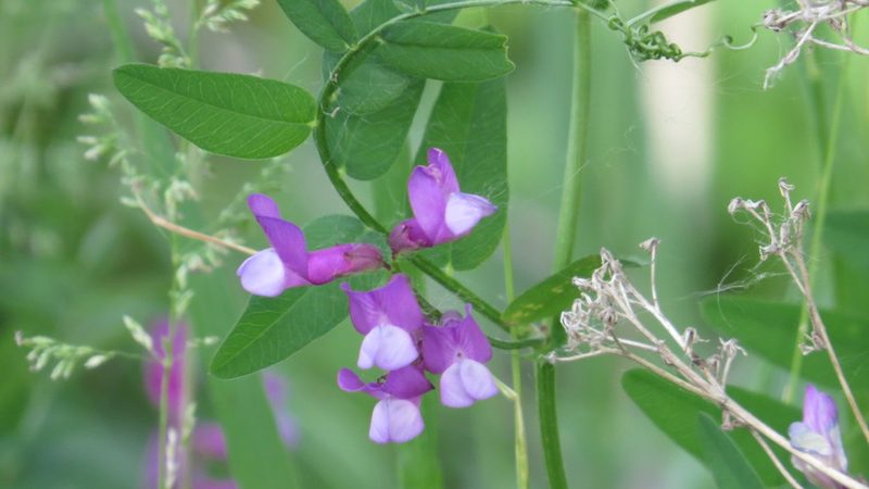 Vicia americana, photographed by Marilynn Miller