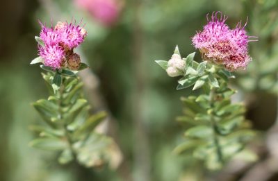 Pluchea sericea, photographed by David Batchelor