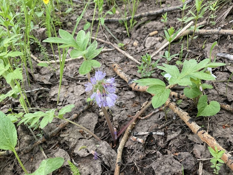 Hydrophyllum capitatum, photographed by Cecelia Alexander