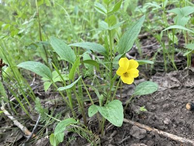Viola praemorsa, photographed by Cecelia Alexander
