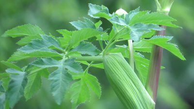 Angelica atropurpurea, photographed by Marilynn Miller