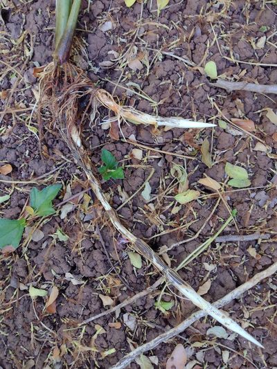 Zizania latifolia, photographed by Kevin Faccenda