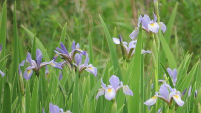 Iris virginica, photographed by Marilynn Miller