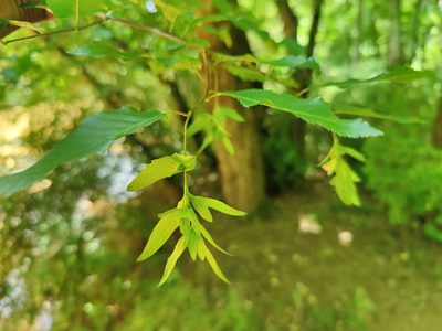 Carpinus caroliniana, photographed by Siddarth Machado