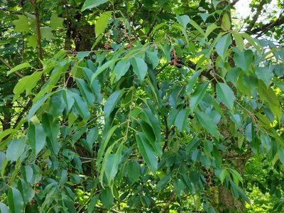 Prunus serotina, photographed by Siddarth Machado