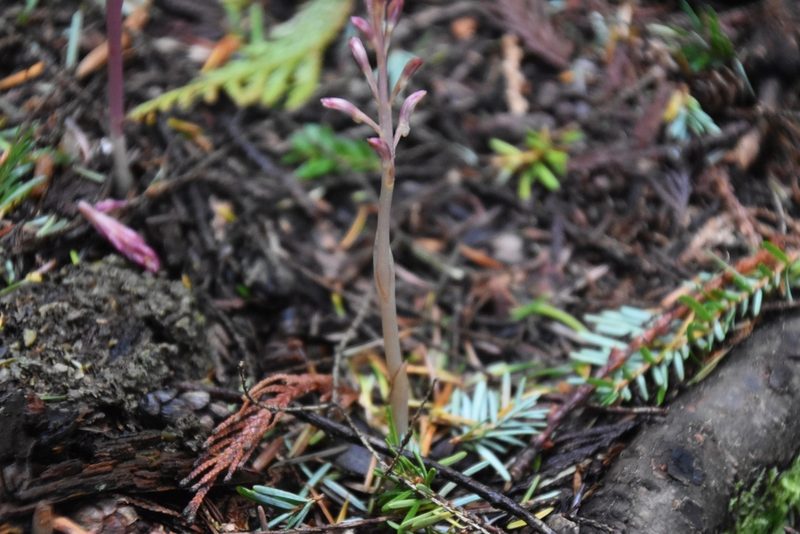 Corallorhiza mertensiana, photographed by Jens-Christian Svenning