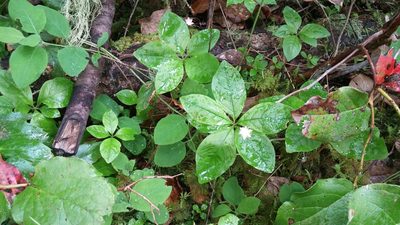 Lysimachia latifolia, photographed by Loopy30