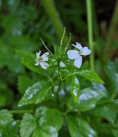 Cardamine angulata, photographed by Dominic Gentilcore