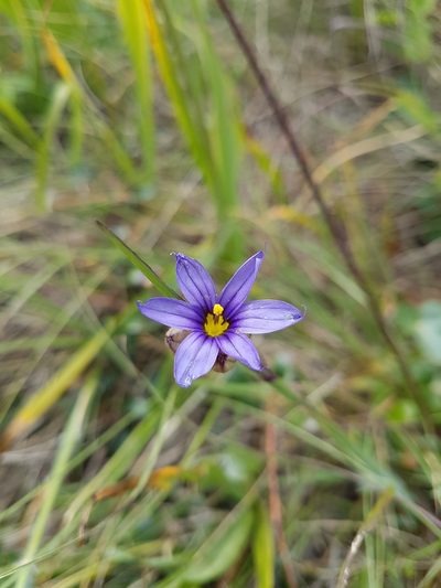 Sisyrinchium idahoense, photographed by Chris Fluit