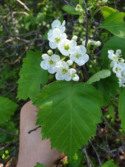 Crataegus fluviatilis, photographed by Étienne Léveillé-Bourret