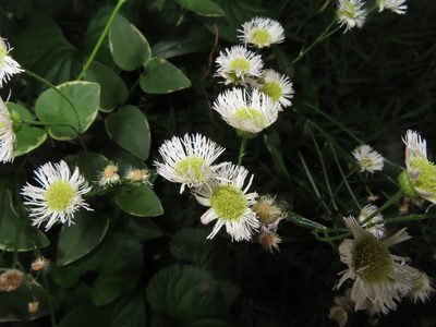 Erigeron philadelphicus, photographed by Mila C.