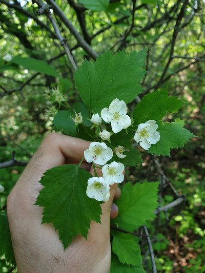 Crataegus macrosperma, photographed by Étienne Léveillé-Bourret