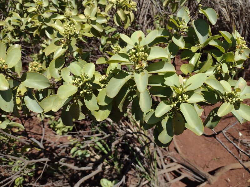 Santalum ellipticum, photographed by Kevin Faccenda