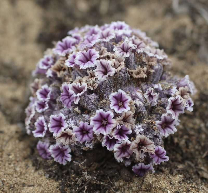 Pholisma arenarium, photographed by Cricket Raspet