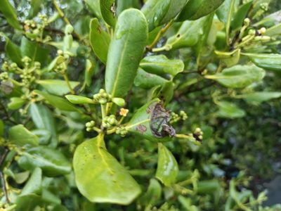 Avicennia marina, photographed by 五色鳥