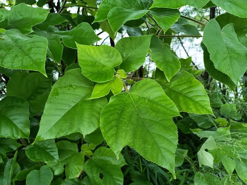 Broussonetia papyrifera, photographed by 五色鳥