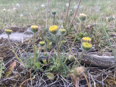 Erigeron compositus, photographed by Caleb Catto
