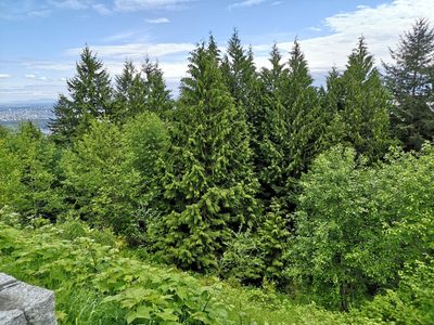 Thuja plicata, photographed by Jens-Christian Svenning