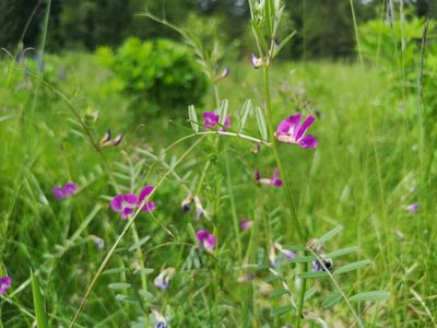 Vicia sativa, photographed by Jens-Christian Svenning