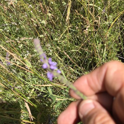 Verbena lasiostachys, photographed by gretchenparadis