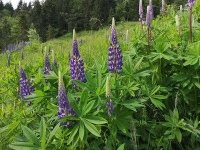 Lupinus polyphyllus, photographed by Jens-Christian Svenning