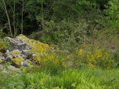 Cytisus scoparius, photographed by Jens-Christian Svenning