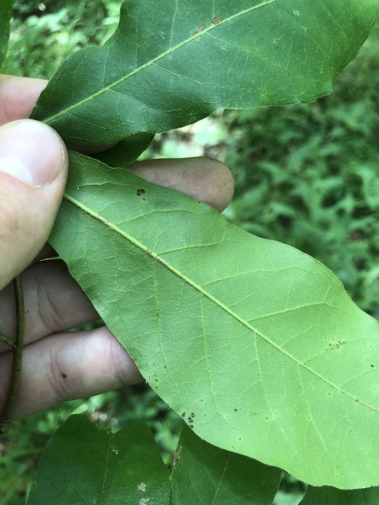 Quercus oglethorpensis, photographed by John Kees