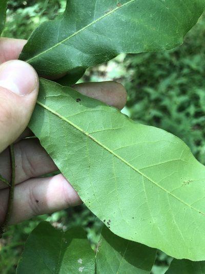 Quercus oglethorpensis, photographed by John Kees