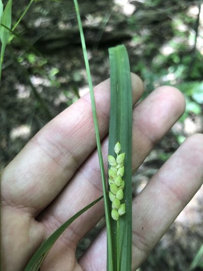 Carex flaccosperma, photographed by John Kees
