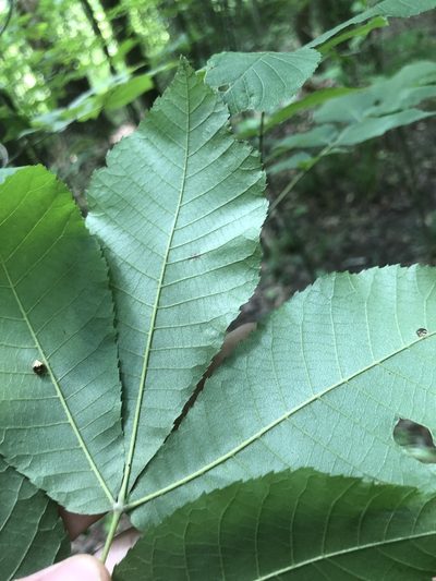 Carya myristiciformis, photographed by John Kees