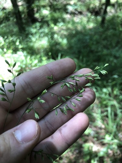 Festuca paradoxa, photographed by John Kees