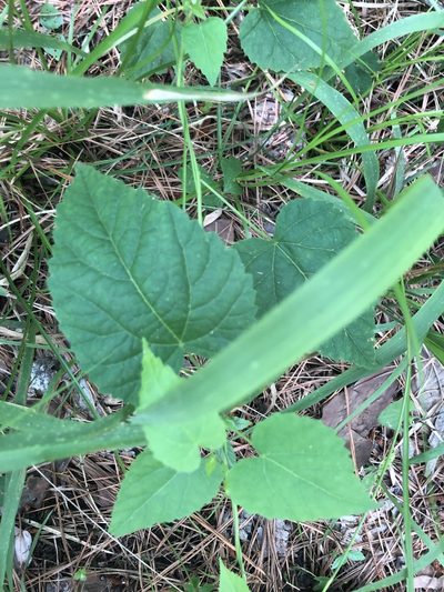 Tragia cordata, photographed by John Kees
