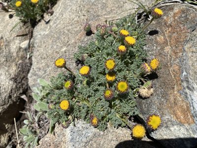 Erigeron compositus, photographed by Peter Garber