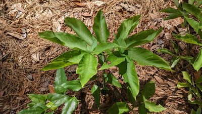 Arisaema dracontium