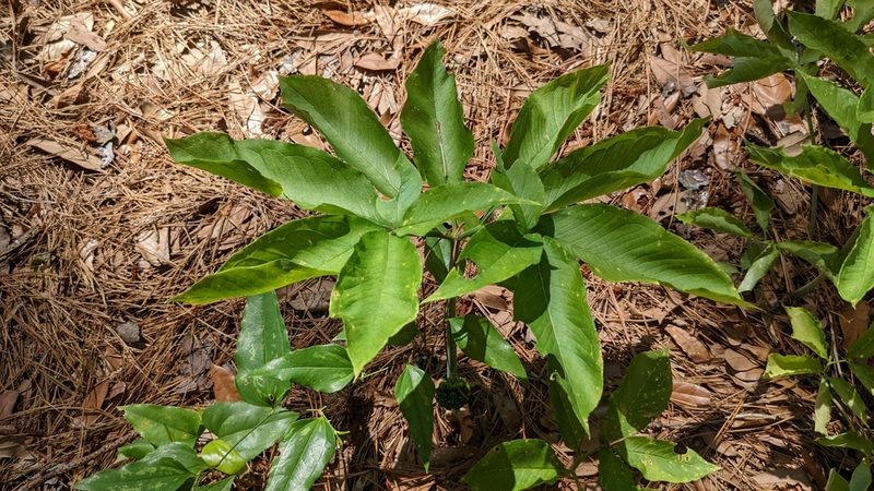 Arisaema dracontium, photographed by Joseph Aubert
