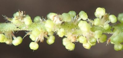 Acalypha capensis, photographed by Nicola van Berkel