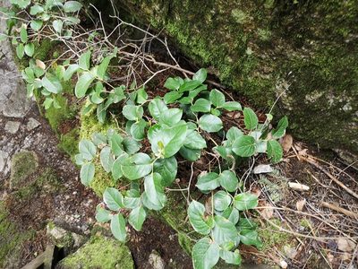 Gaultheria shallon, photographed by Jens-Christian Svenning