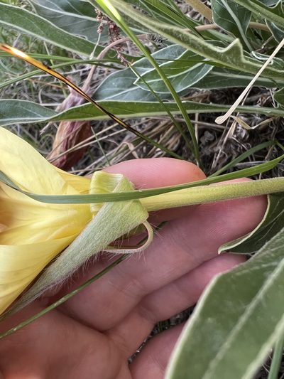 Oenothera howardii, photographed by Jared Shorma