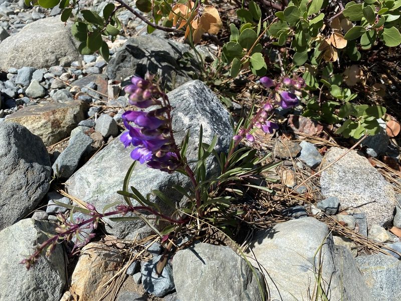 Penstemon speciosus, photographed by Peter Garber