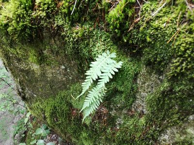 Polypodium glycyrrhiza, photographed by Jens-Christian Svenning