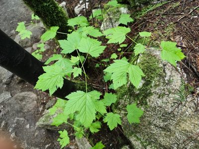 Acer glabrum