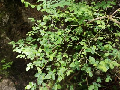 Vaccinium parvifolium, photographed by Jens-Christian Svenning