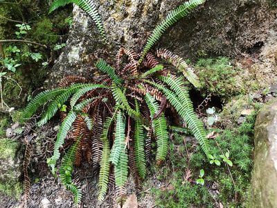 Struthiopteris spicant, photographed by Jens-Christian Svenning