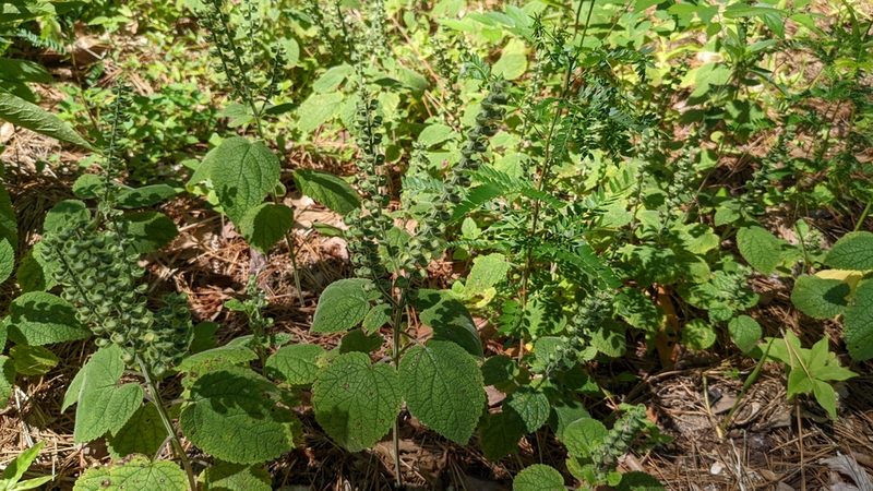 Scutellaria ovata, photographed by Joseph Aubert