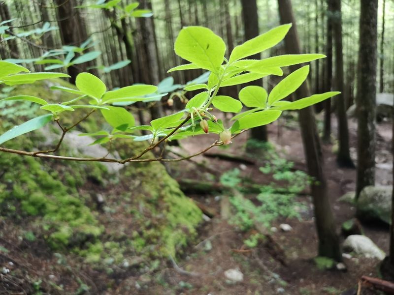 Rhododendron menziesii, photographed by Jens-Christian Svenning