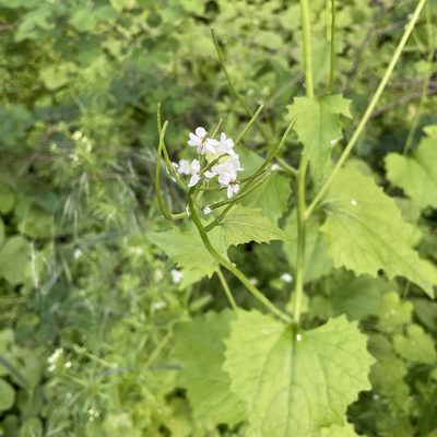Alliaria petiolata, photographed by Daryl Nolan