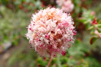 Eriogonum parvifolium