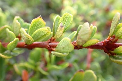 Ceanothus cuneatus, photographed by Cricket Raspet