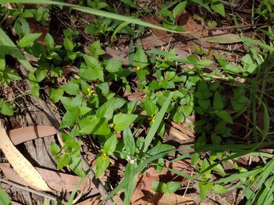 Calyptocarpus vialis, photographed by Kevin Faccenda